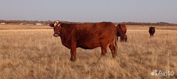 Корова с тёлками