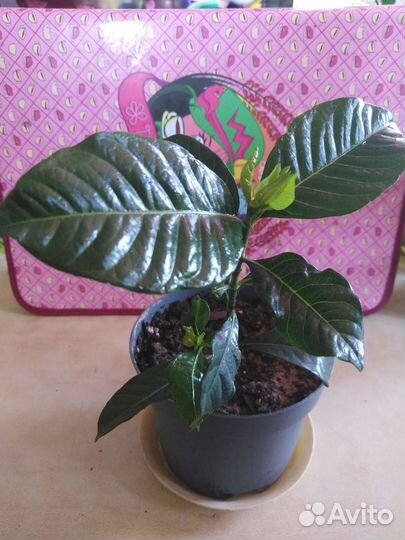 Гардения жасминовидная