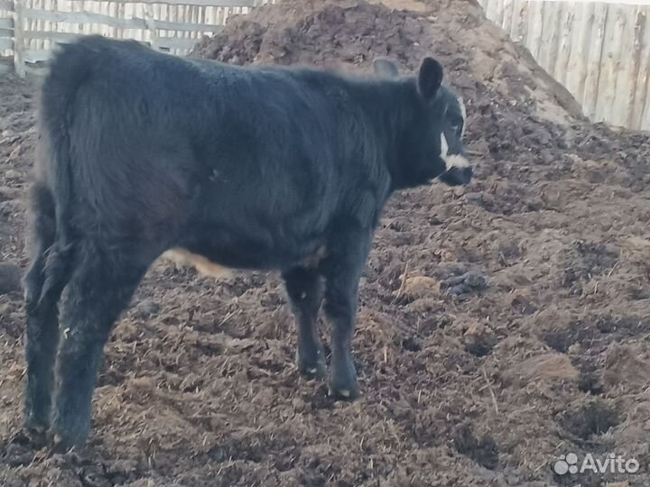 Бычки, телочки