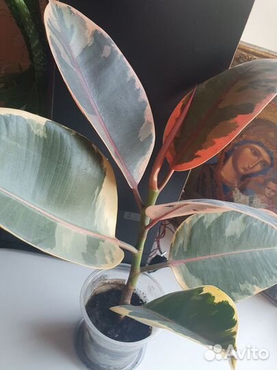 Комнатные растения, Фикус