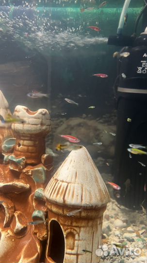 Сомики анциструсы, мальки данио, гуппи