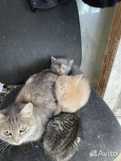 Котята в добрые руки