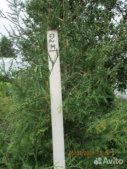 Туи вечно зелёные