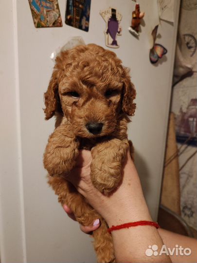 Пудель щеночки