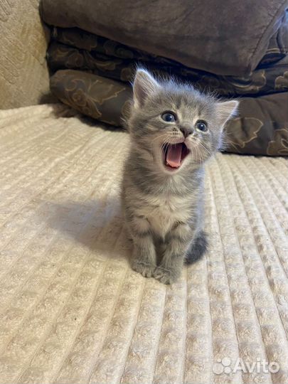 Отдам котёнка (девочка) в хорошие руки