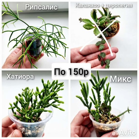 Суккуленты,комнатные растения, кактусы