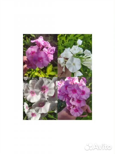 Флоксы сортовые