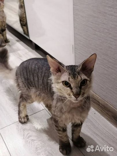 Котята канадский сфинкс браш
