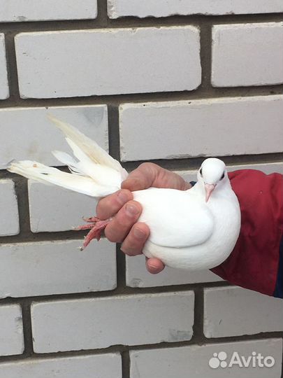 Голуби на свадьбу