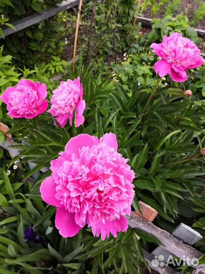 Пионы саженцы