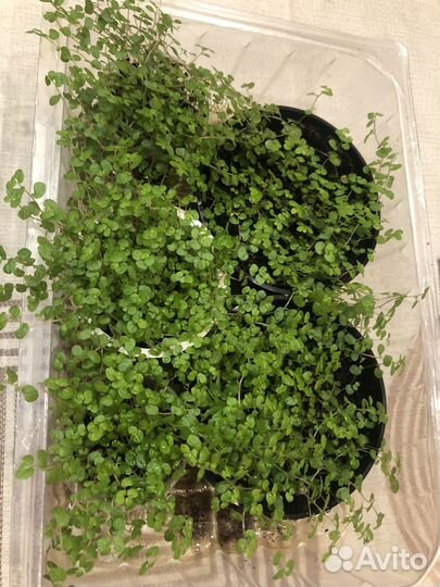 Солейролия