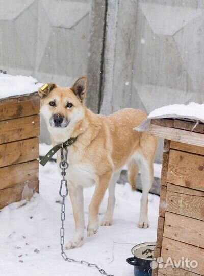 Линда- ласковая собака в хорошие руки