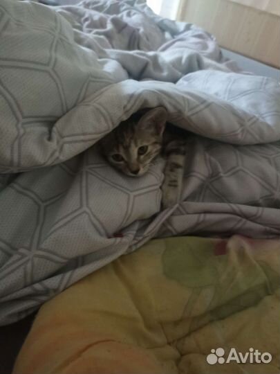 Котенок в добрые руки