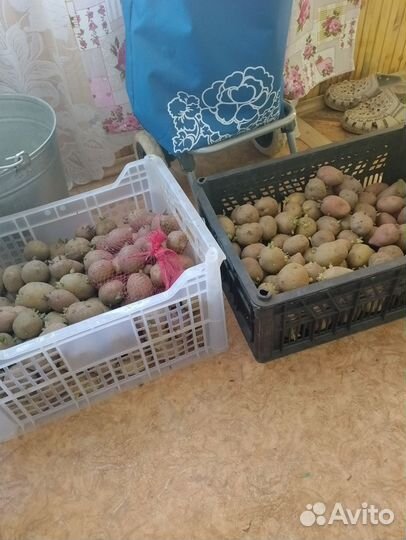 Продам семенной картофель