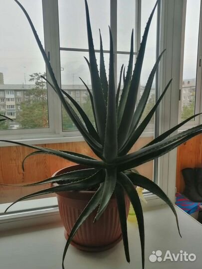 Алоэ кометический