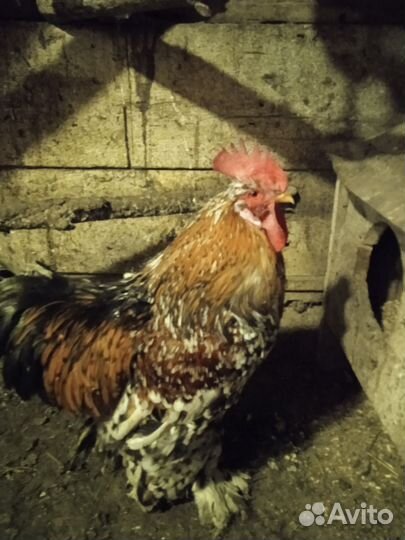 Петух брама 2,5 года