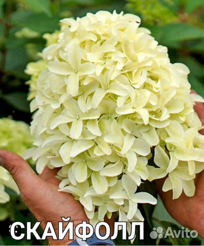 Гортензия метельчатая