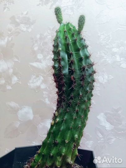 Большой кактус
