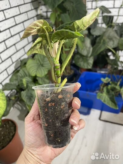 Филодендрлн Веррукозум Кондор