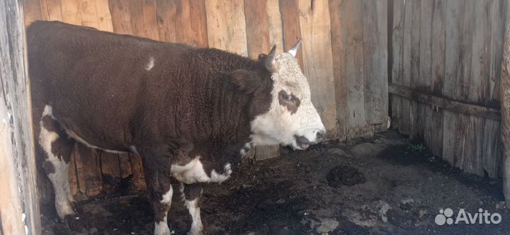 Бык на мясо