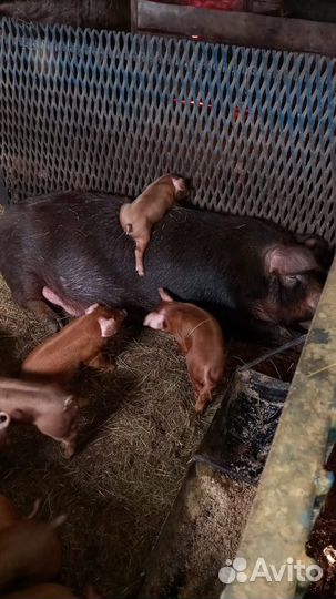 Чистокровные дюрки