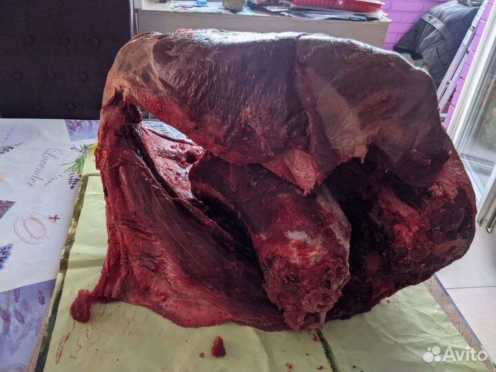 Оленина (Воркута)