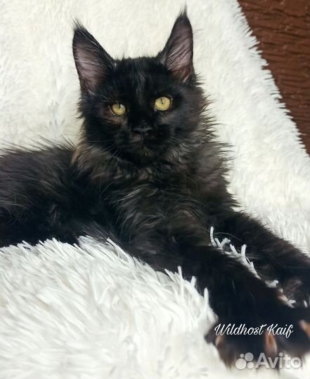 Черный котик мейн кун