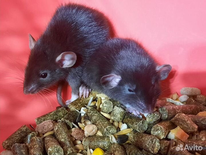 Крысята (черный соболь, 3 недели) на Новый год