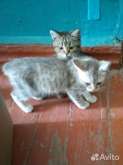 Котик в добрые руки