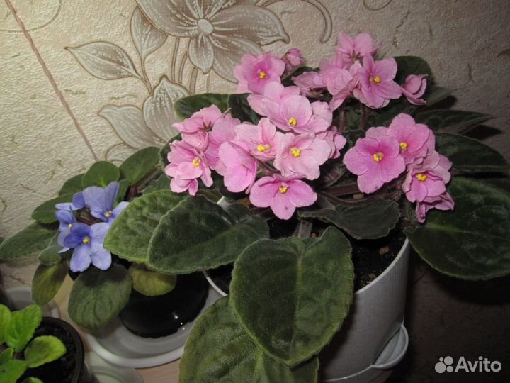 Фиалка розовая 120 и Хлорофитум 55