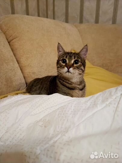 Усатый-полосатый Пунш 9 мес