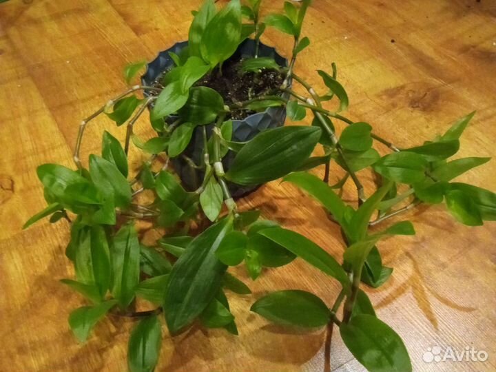 Традесканция