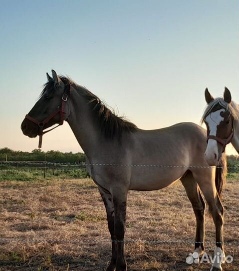 Жеребчик вятской породы