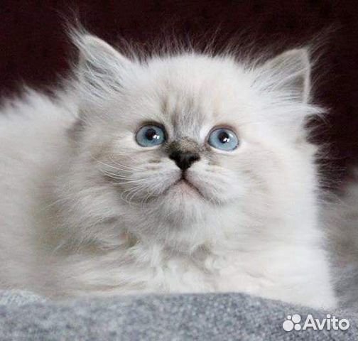 Шотландские мальчики