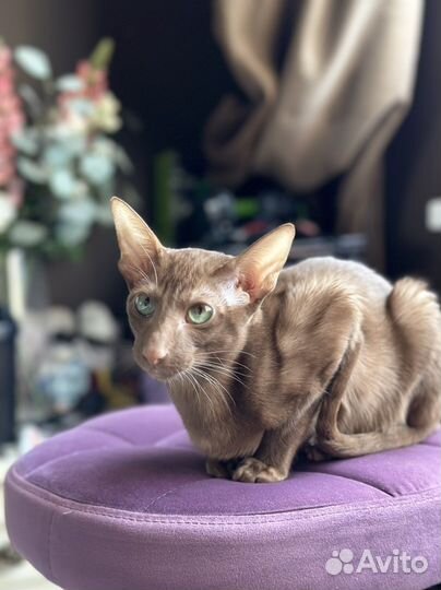 Ориентальная