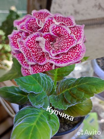 Глоксинии, тидеи