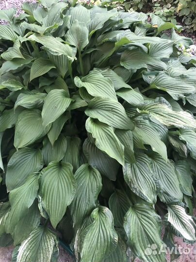 Многолетние садовые растения