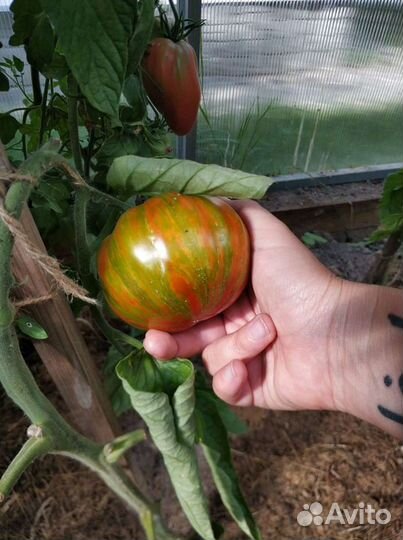 Семена сортовых томатов