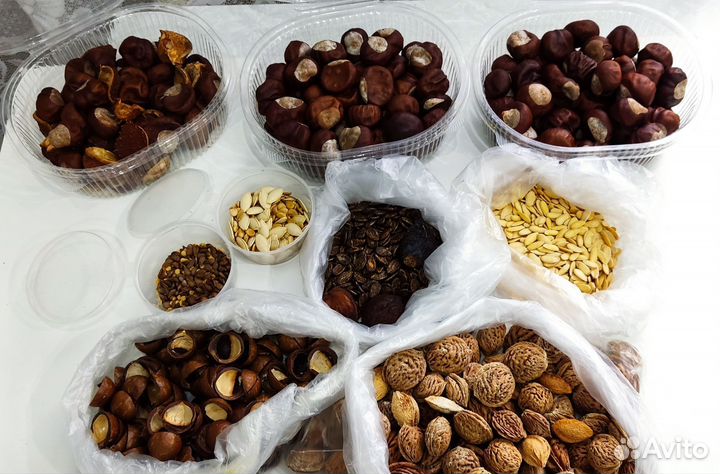 Природный материал для творчества