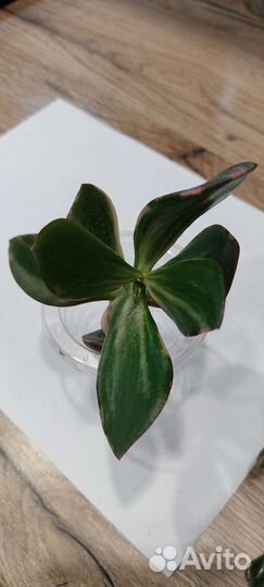 Крассулла Триколор и Коралл (толстянка)