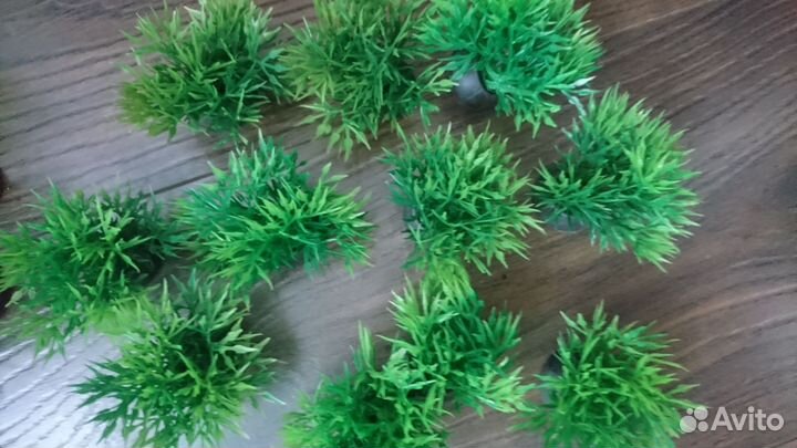 Растения для аквариума