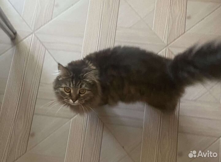 Хайленд страйт