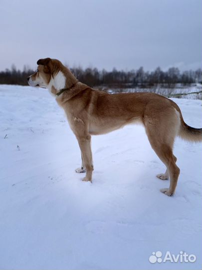 Метис лабрадора