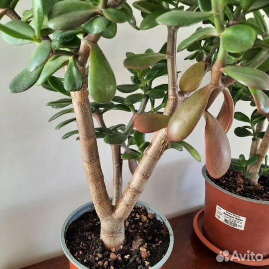 Толстянка крассула