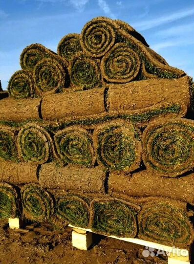 Рулонный газон 