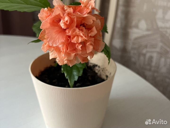 Гибискус китайская роза