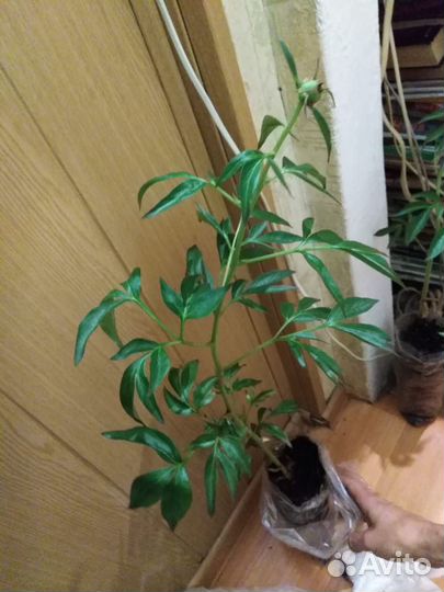 Пион Бартцелла- желтый, клубни, саженцы