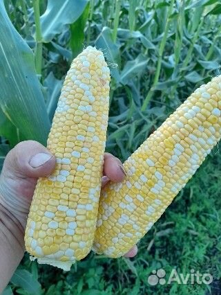 Кукуруза в початках