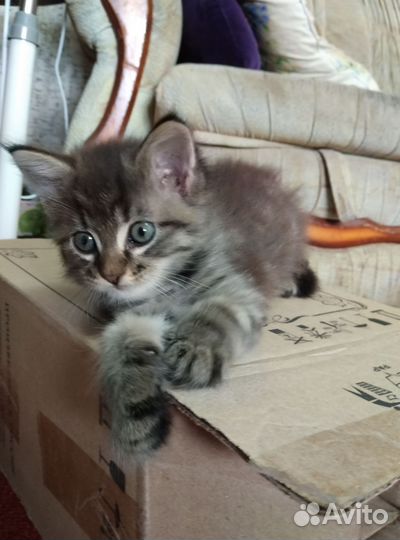 КотёнокКошка