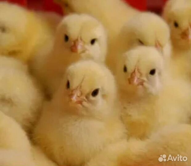 Цыплята бройлеров